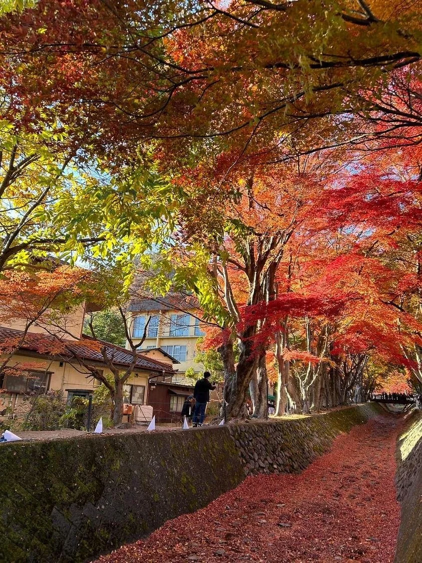 Fiery red maple tunnel along mossy stone embankments of Kawaguchiko Momiji Corridor, with a thick carpet of fallen autumn leaves.