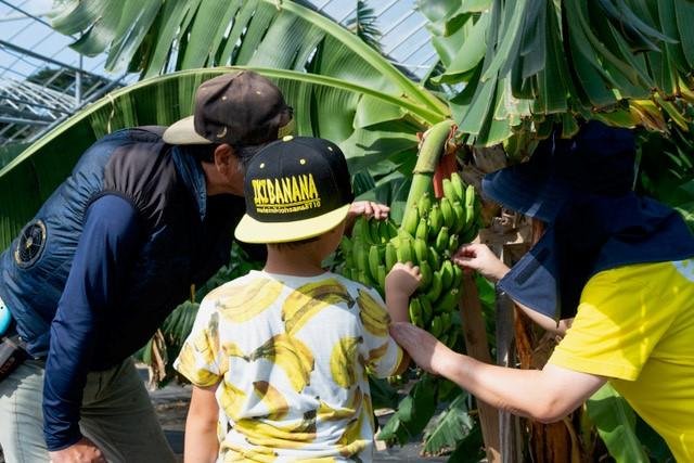 A family inspects a cluster of green pesticide-free bananas inside a tropical greenhouse at Banana Farm Iki on Nagasaki's Iki Island.