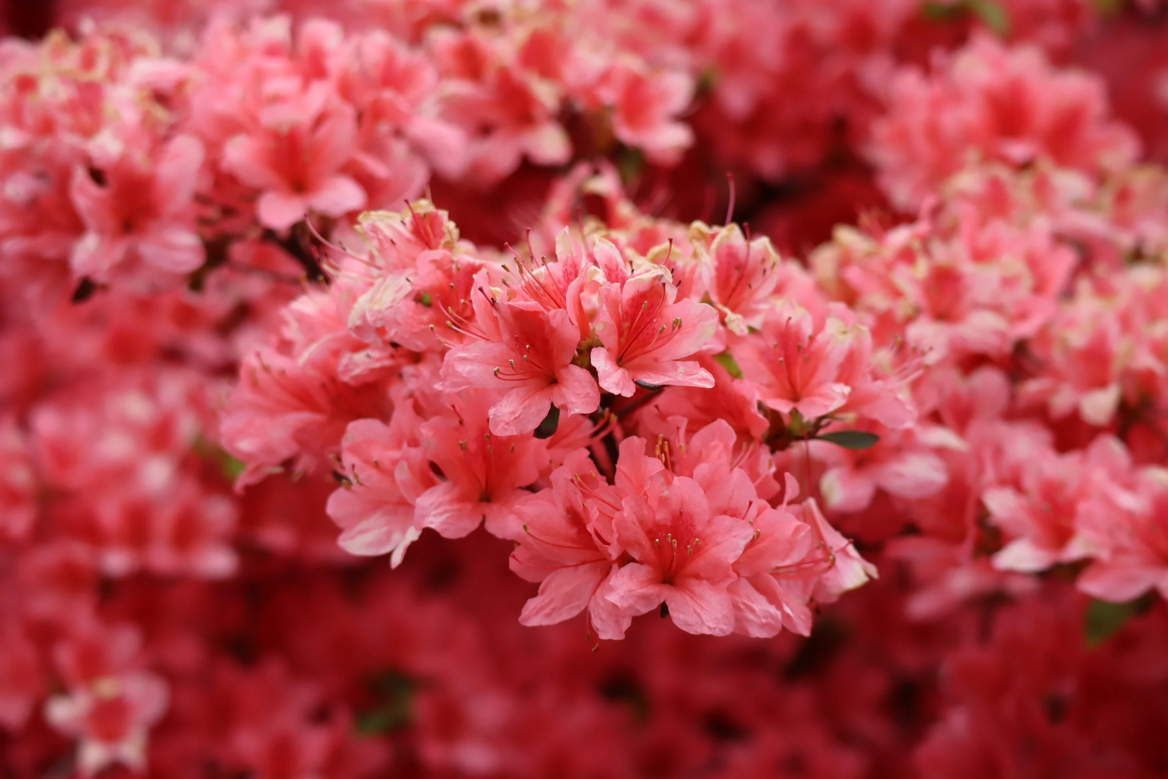A sea of coral-pink azaleas in full bloom at Tsutsujigaoka Park, Gunma — Japan's 800-year-old hidden floral paradise.