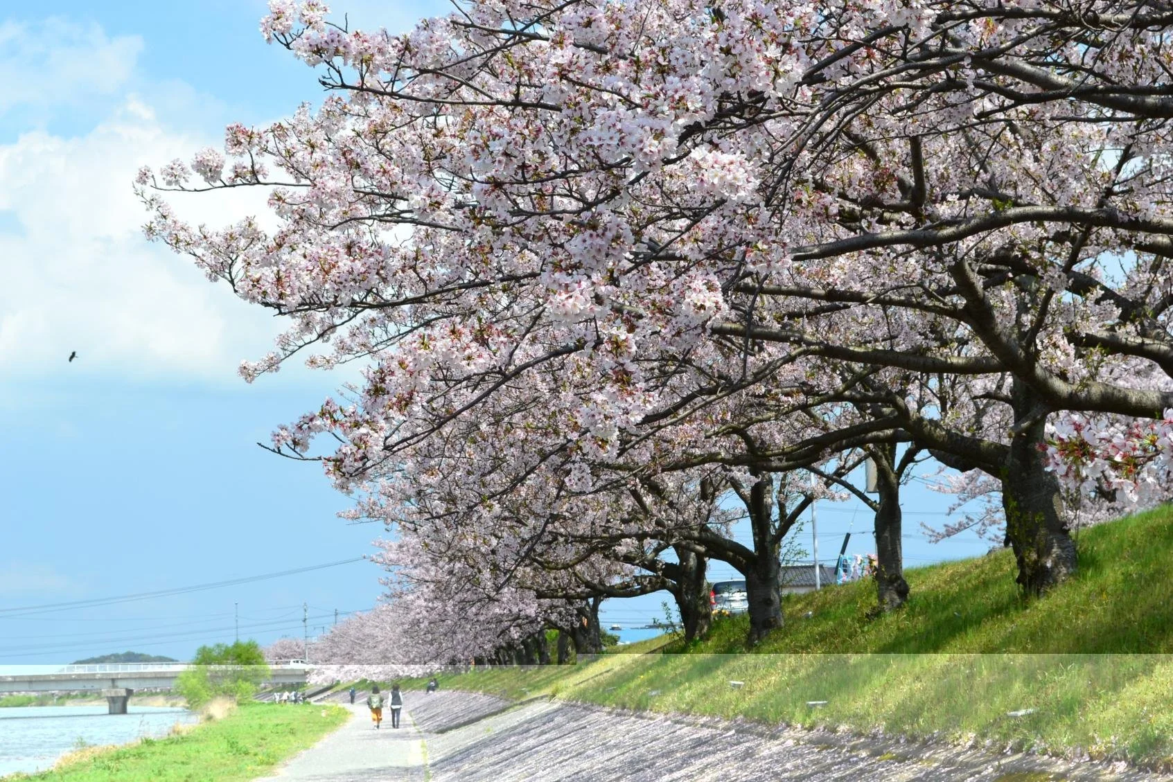 Cherry blossom trees lining the Imagawa Riverside path in Yukuhashi, Fukuoka — locals stroll beneath pink petals on a peaceful spring day.