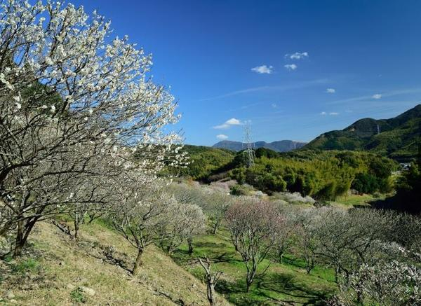 Red and white plum blossoms in bloom across the rolling hills of Mitsutake Plum Grove Park in Kitakyushu, Japan.