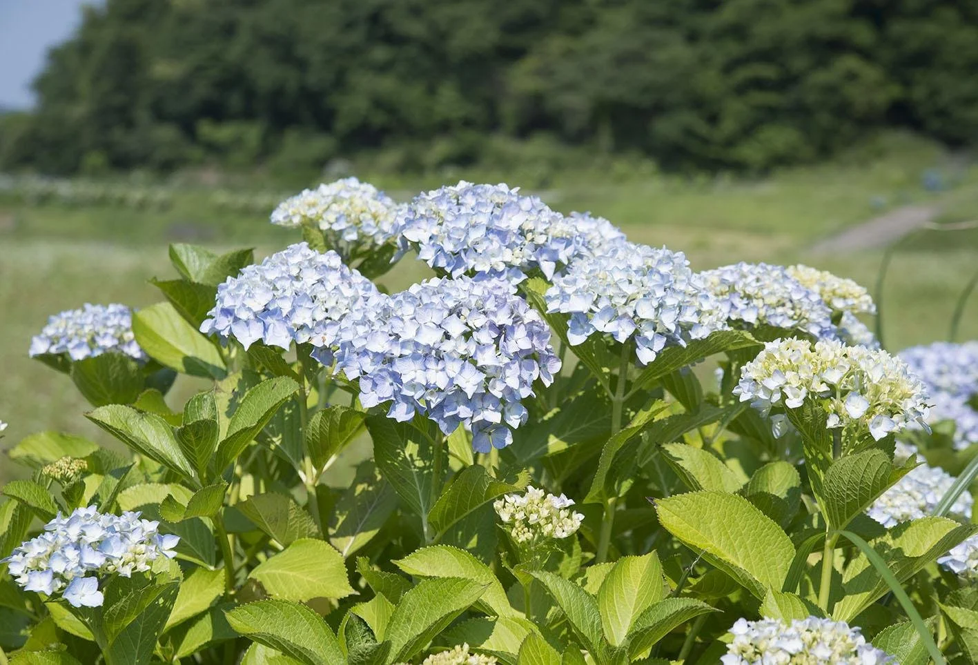 Pale blue and lavender hydrangeas blooming beside rice paddies at Edagawachi Ajisai Land in rural Buzen City, Fukuoka — a peaceful June landscape.