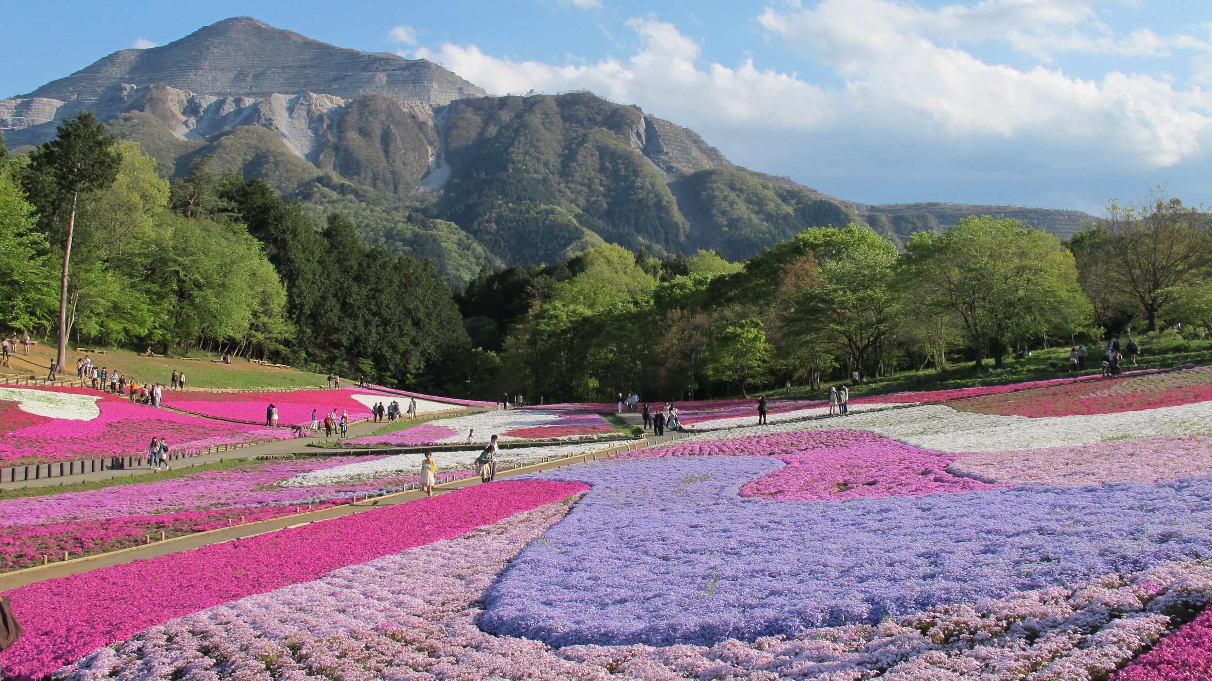 Sweeping hillside of pink and lavender Shibazakura in full bloom at Hitsujiyama Park, Chichibu, with Mount Buko rising behind.