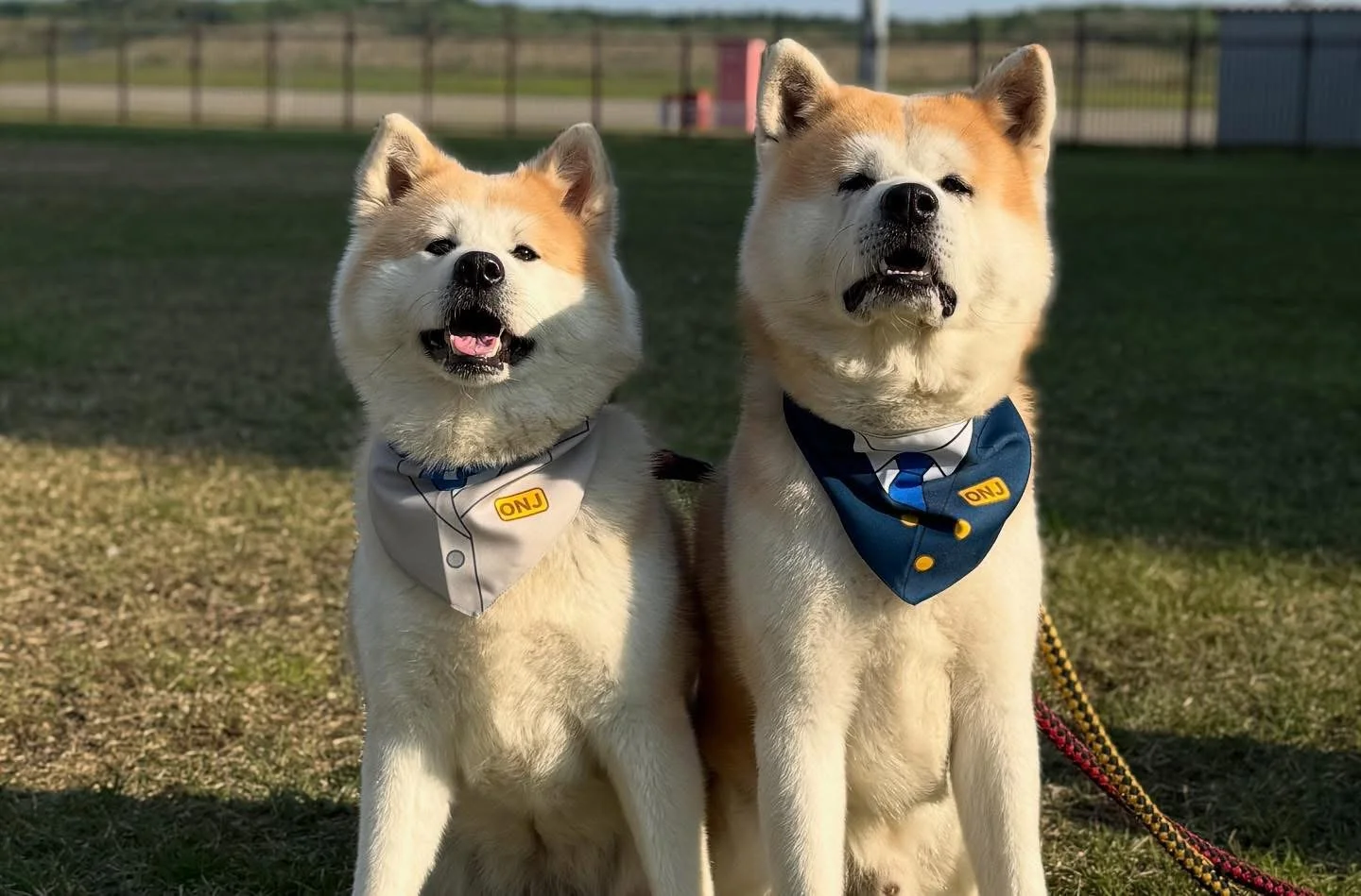 Two fluffy Akita dogs in staff bandanas sitting proudly on airport grounds in northern Akita — Japan's most heartwarming arrival experience.