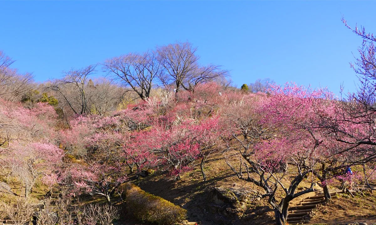 Hillside covered with 1,000 red and white plum blossoms at Mt. Tsukuba Plum Grove in Ibaraki, framed by steps and a clear blue spring sky.