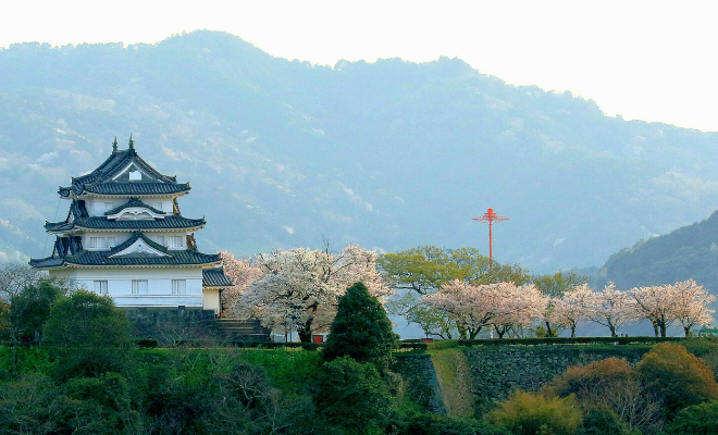 Uwajima Castle's white three-tiered keep framed by cherry blossoms in full bloom, with misty mountains beyond — a quiet gem in southern Ehime.