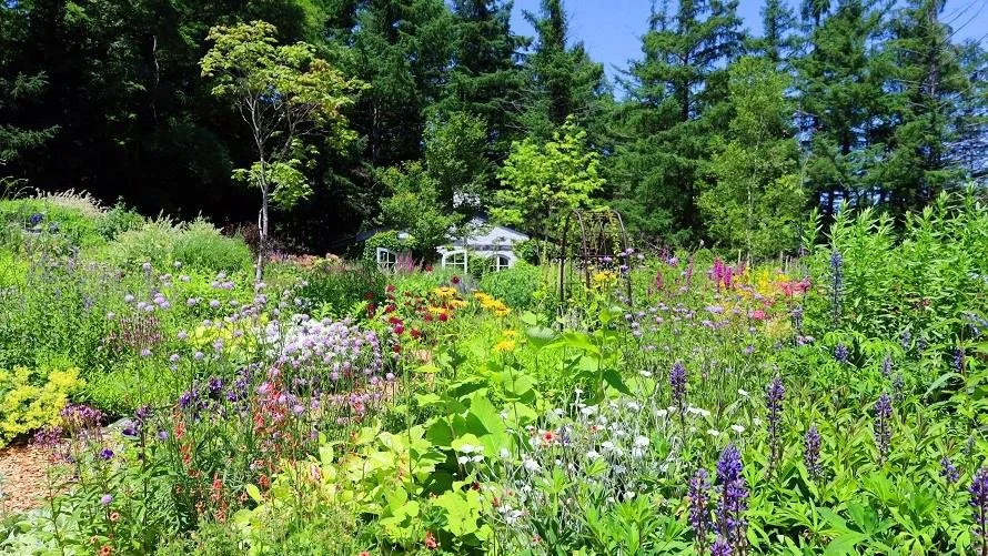 Wild roses and purple blossoms in bloom at Garden of Wind, a poetic seasonal garden set in Furano's quiet Hokkaido hills.