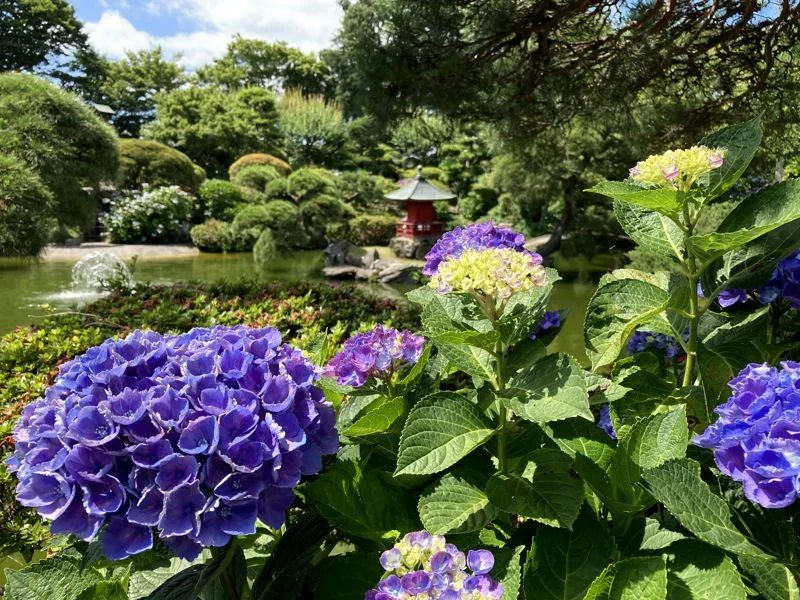 Purple and blue hydrangeas blooming beside a serene pond and small red pagoda at Howaen Garden, a hidden historic retreat in Mito, Ibaraki.