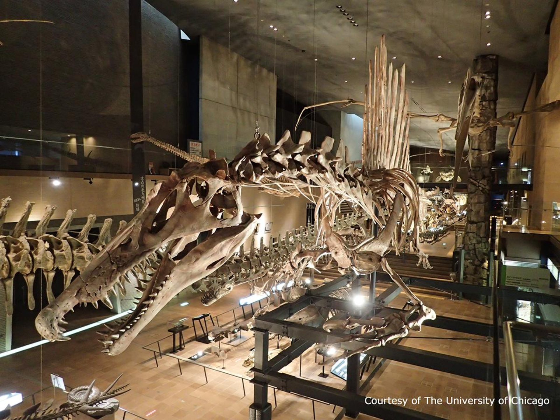 Dinosaur skeletons on display at the Kitakyushu Museum of Natural History & Human History, showcasing the evolution of life.