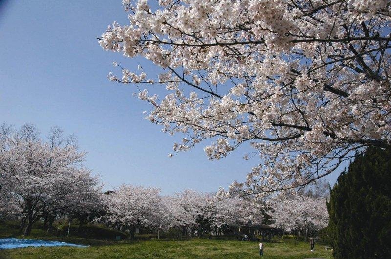 Cherry blossoms in full bloom above the grassy hilltop of Shiroyama Ryokuchi, a historic castle site and local hanami spot in Kitakyushu.