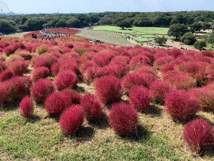 Rolling hillside of vivid red kochia bushes in autumn at Hitachi Seaside Park, Ibaraki, with a distant Ferris wheel on the horizon.