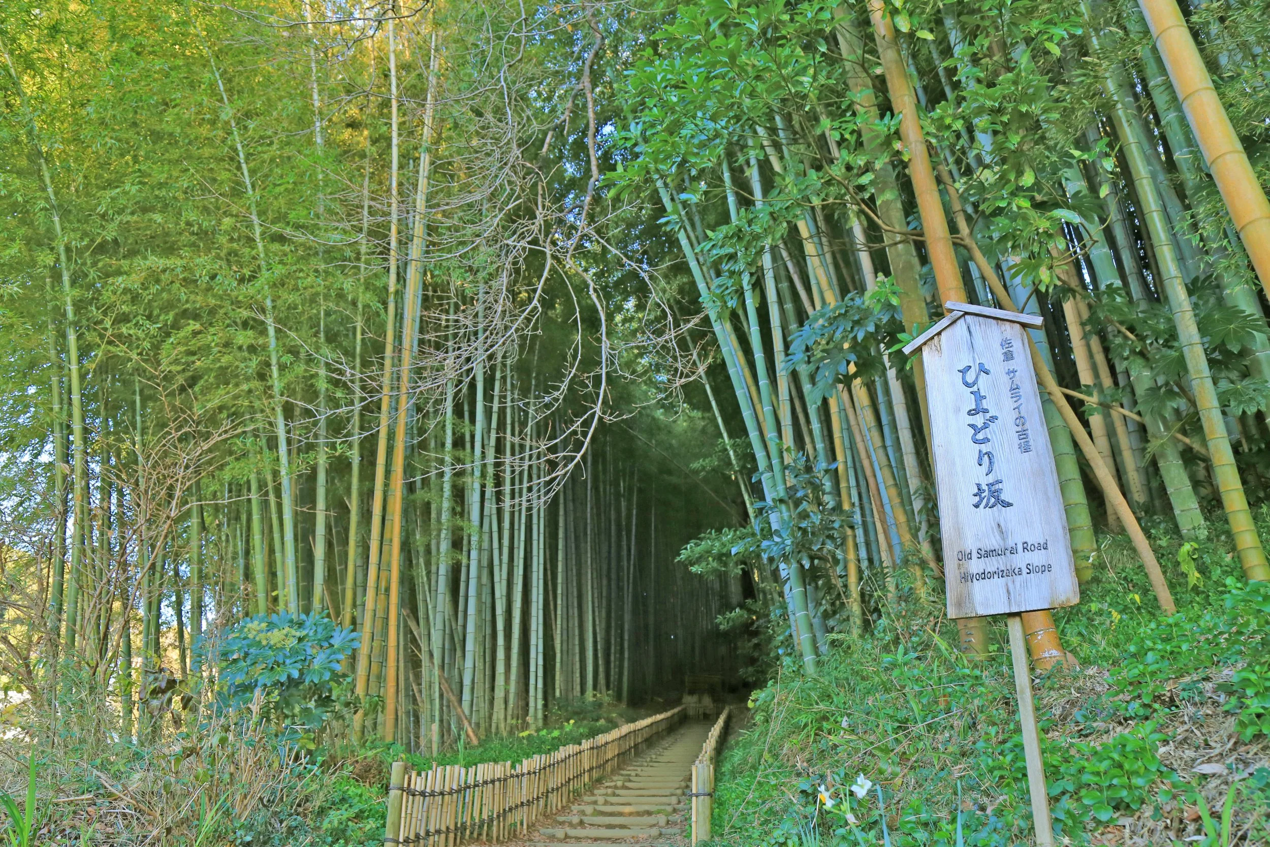 A narrow stone path descending into a dense bamboo grove at Hiyodorizaka, an Edo-era samurai road in Sakura, Chiba—quiet and timeless.