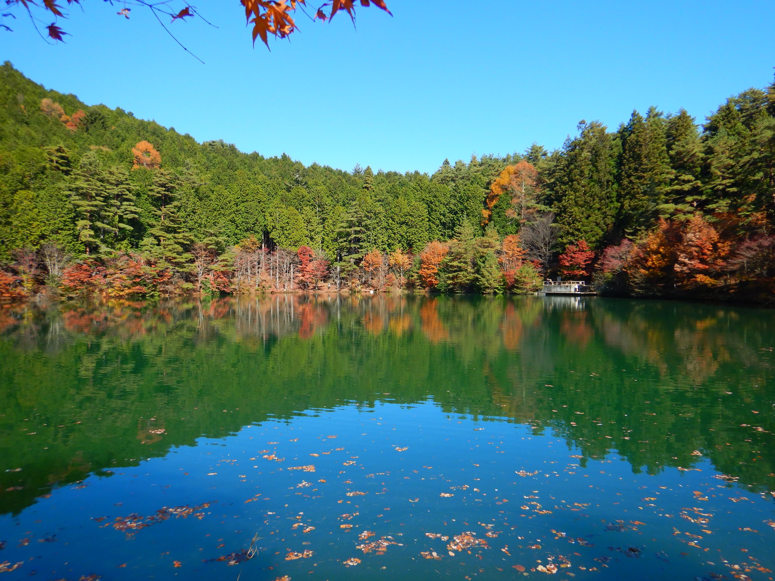 Mirror-still lake at Ecopa Inagako reflecting autumn foliage and evergreen forest in Japan's Southern Alps UNESCO Eco Park.
