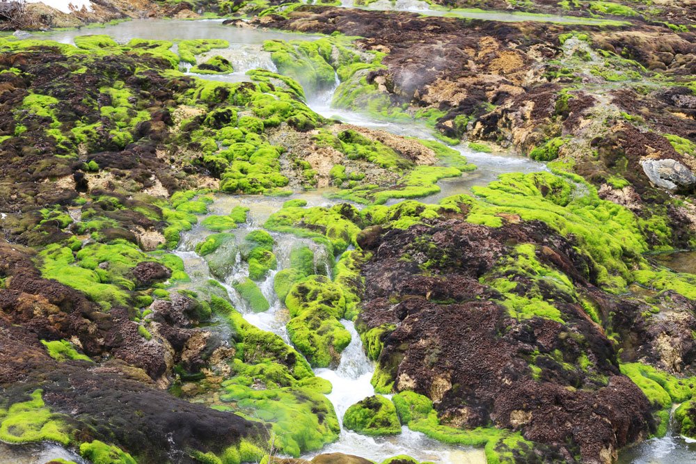 Vivid emerald-green Chatsubomigoke moss covering volcanic terrain with clear acidic streams at Chatsubomigoke Park in Nakanojo, Gunma.