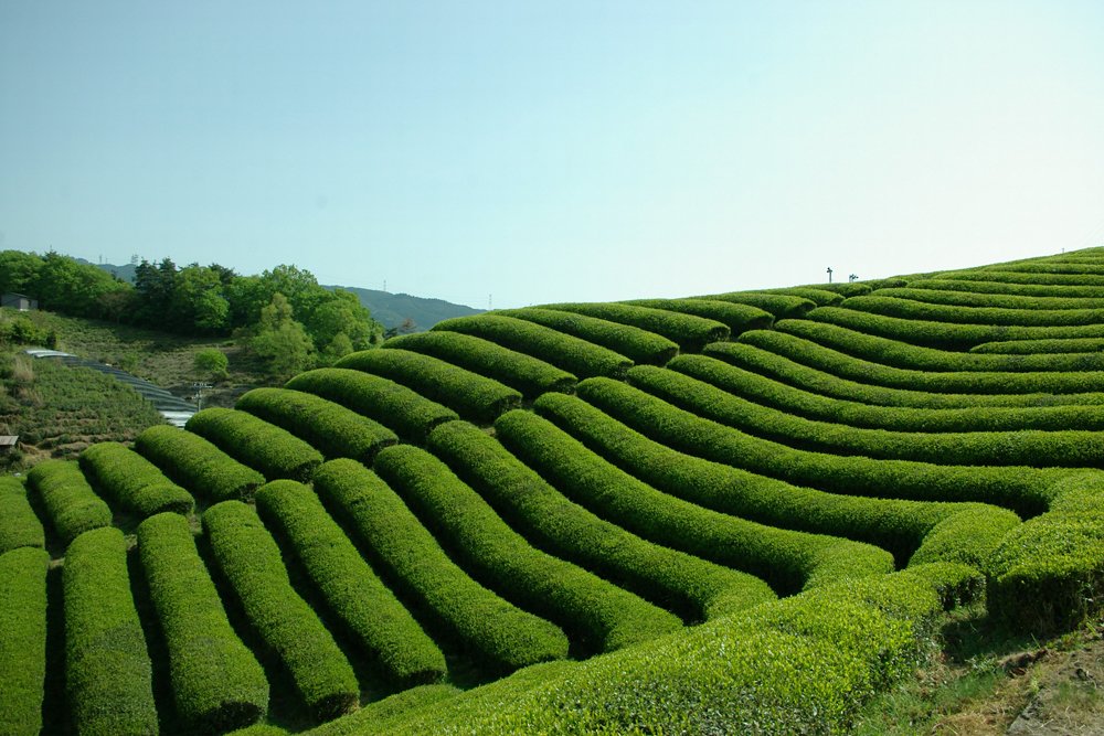Curved rows of trimmed green tea bushes on a hillside in Ujitawara, Kyoto — the historic birthplace of Japanese sencha.