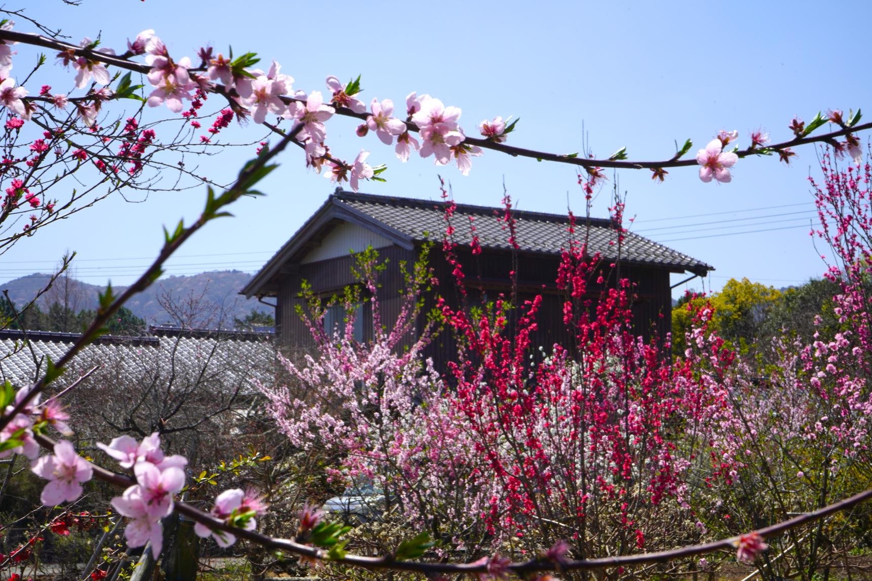 Pink and red peach blossoms in full bloom at Sembon Hanamomo Garden, with a traditional tiled-roof building nestled among the flowering trees in Kitakyushu.