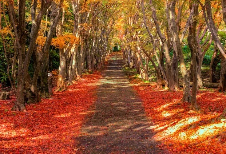 A bowl of udon noodle soup topped with green onions, tempura, beef, and a fish cake, served alongside onigiri rice balls wrapped in seaweed.
