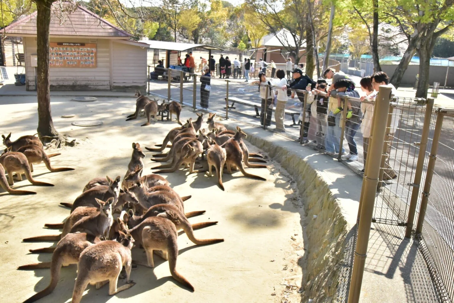 A modern building with glass doors and windows, decorated with flags and signs, including a cartoon tiger mascot wearing a white hat and cape, outdoors on a sunny day with trees in the background.