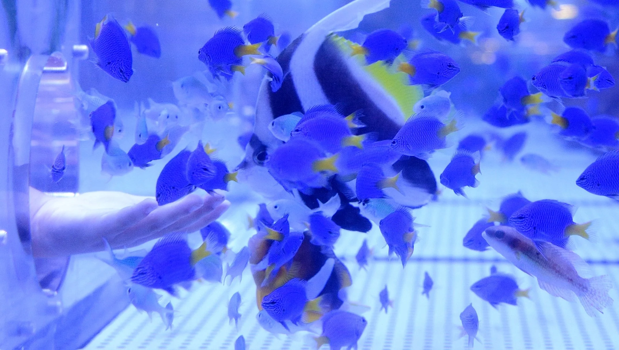 A visitor reaches into a spill-free touch aquarium at Lake Hamana Aquarium Uotto, interacting with tropical fish in Hamamatsu, Japan.