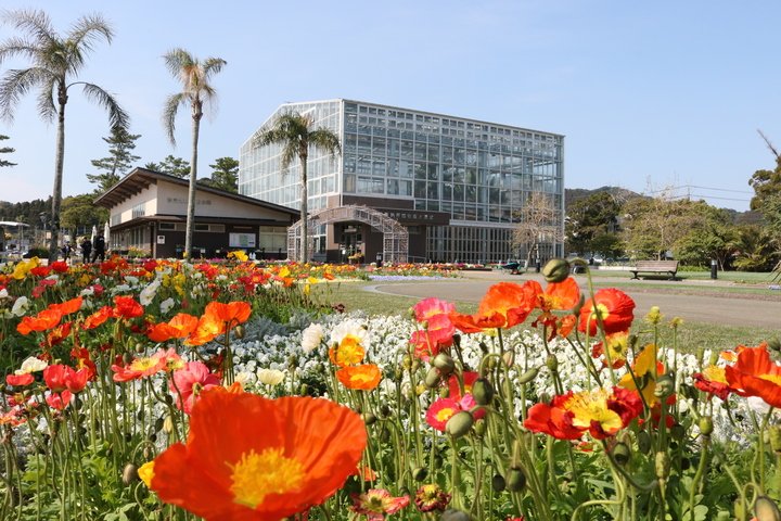 Blazing red and orange Iceland poppies bloom before the glass greenhouse and palm trees of Miyakoh Botanic Garden Aoshima in sunny Miyazaki.