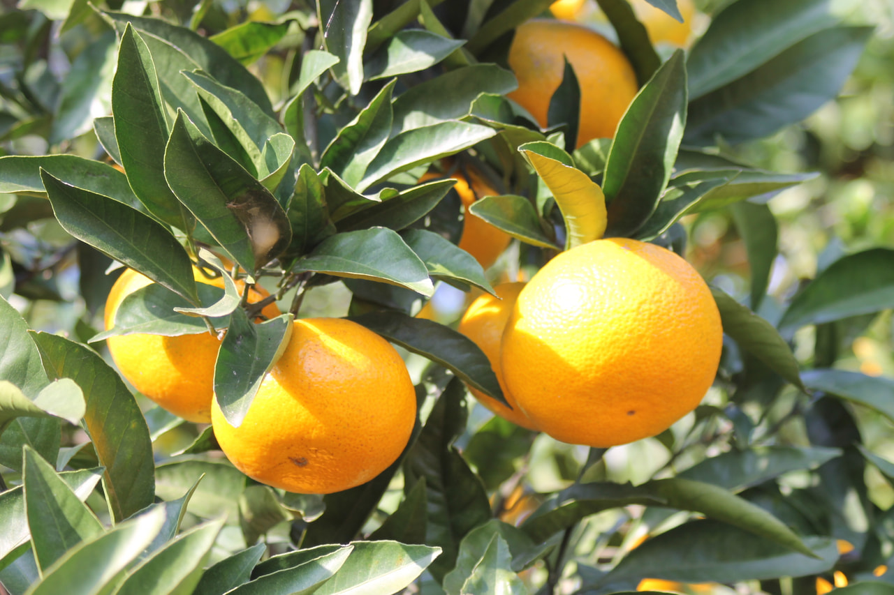 A bowl of udon noodle soup topped with green onions, tempura, beef, and a fish cake, served alongside onigiri rice balls wrapped in seaweed.