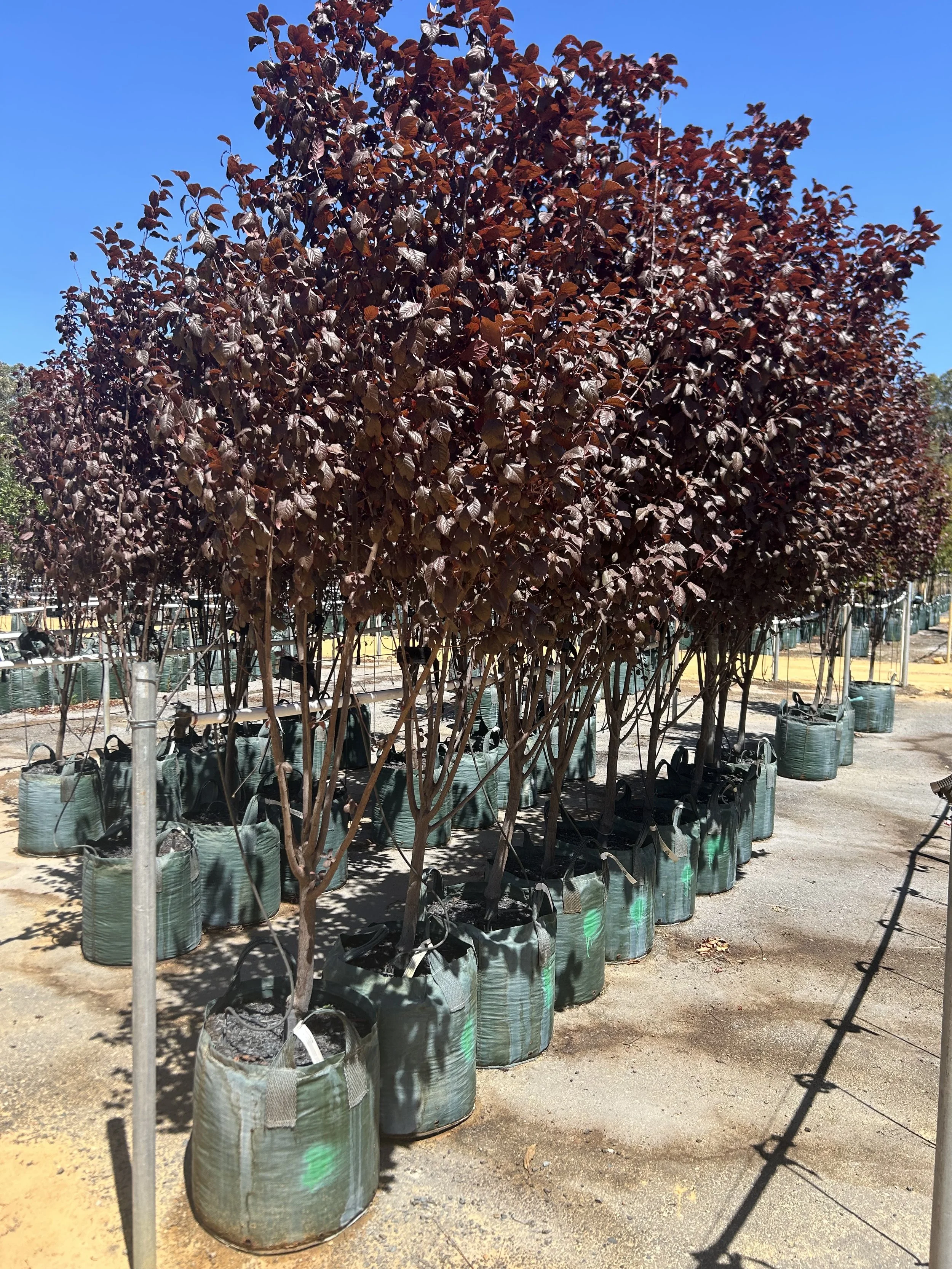Prunus Stone Fruit Trees