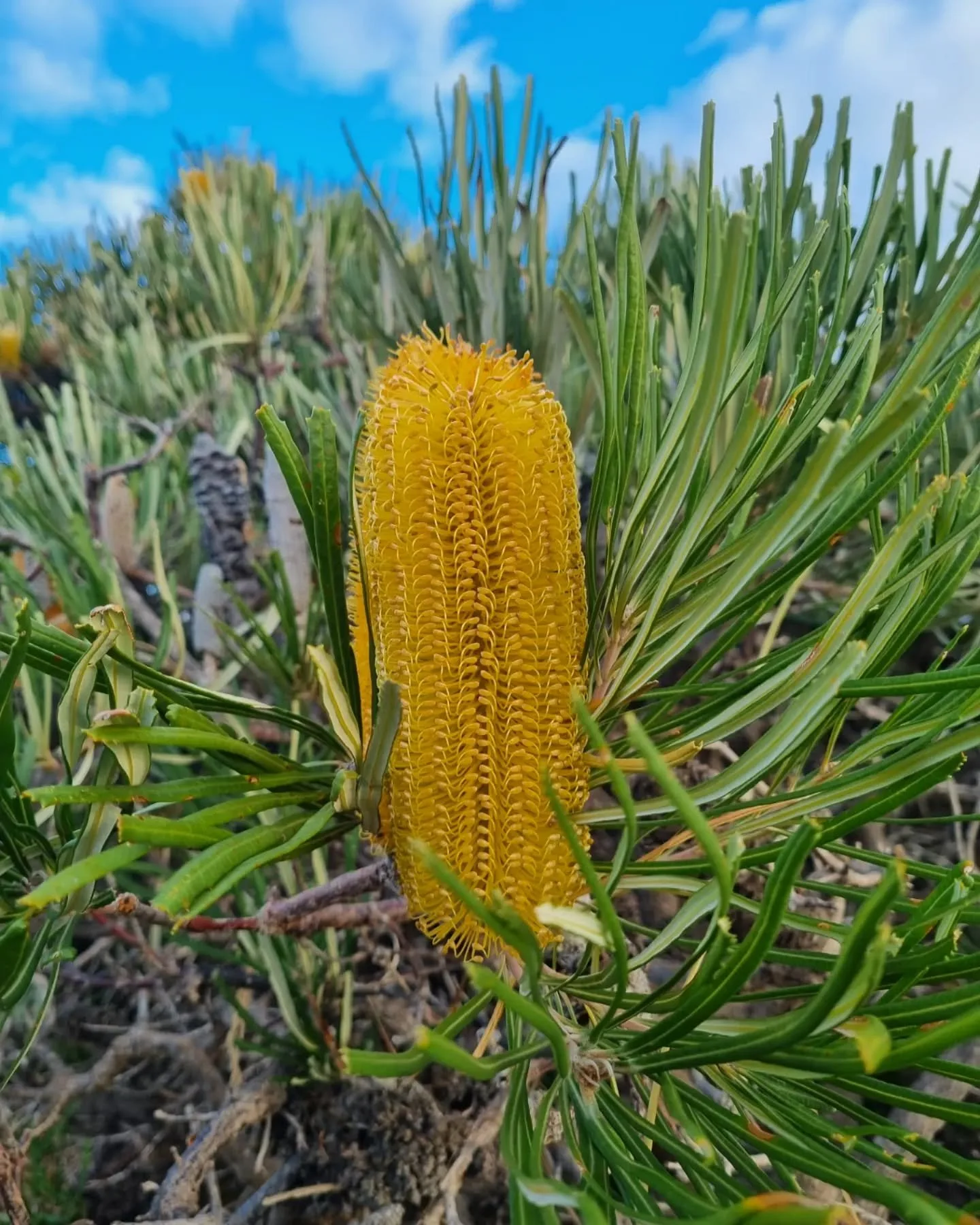 Banksia littoralis, Swamp Banksia