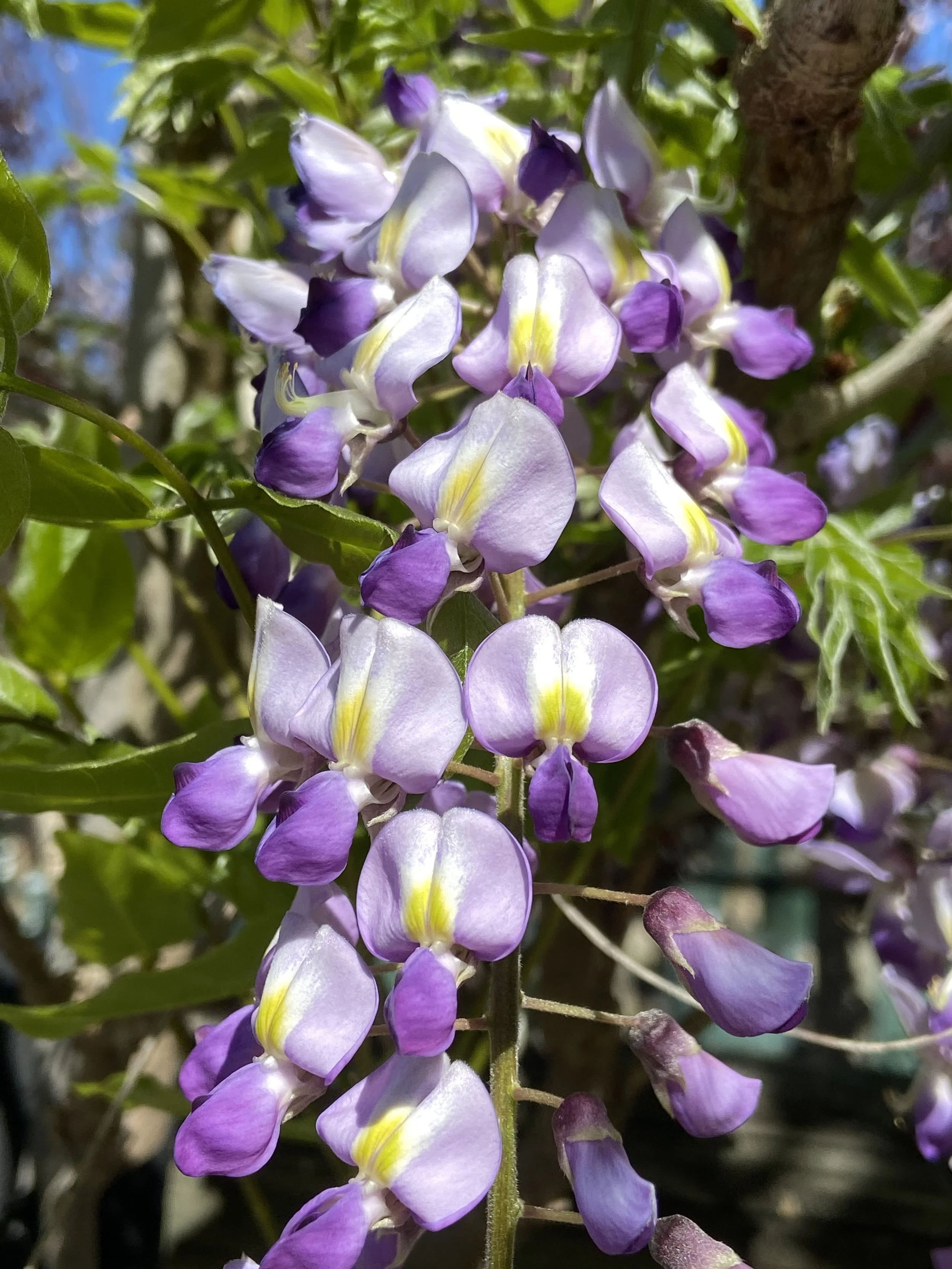 Wisteria floribunda, Wisteria