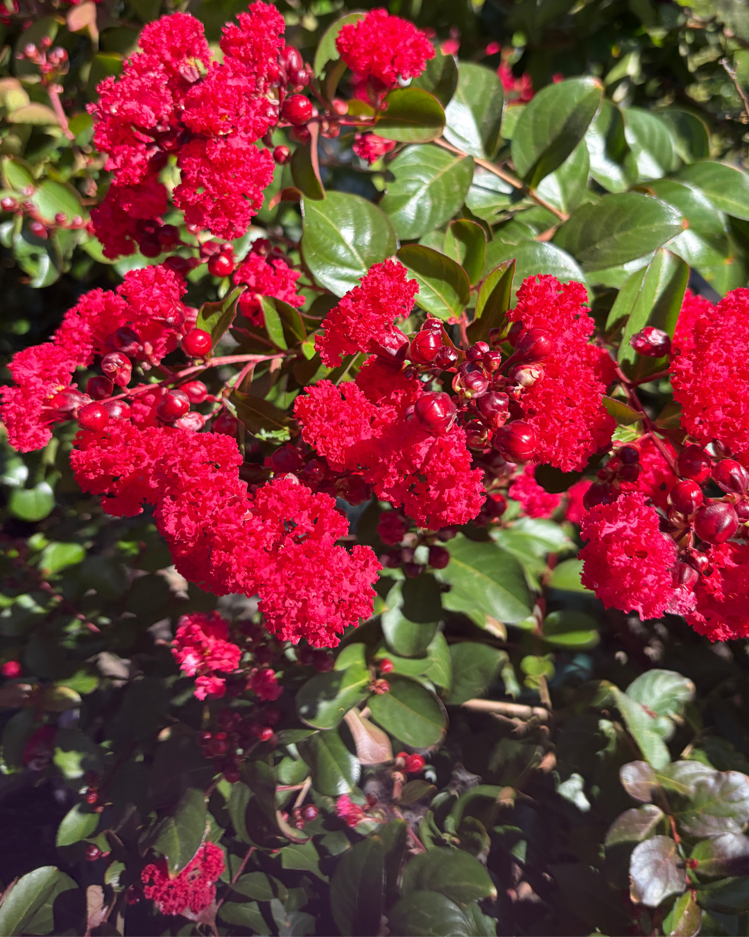 Lagerstroemia, Ruffled Red Magic Crepe Myrtle