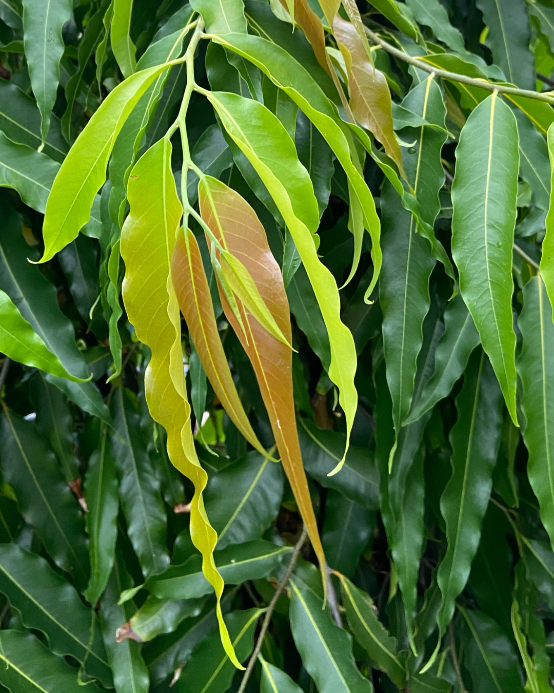 Polyalthia longifolia, Indian Mast Tree