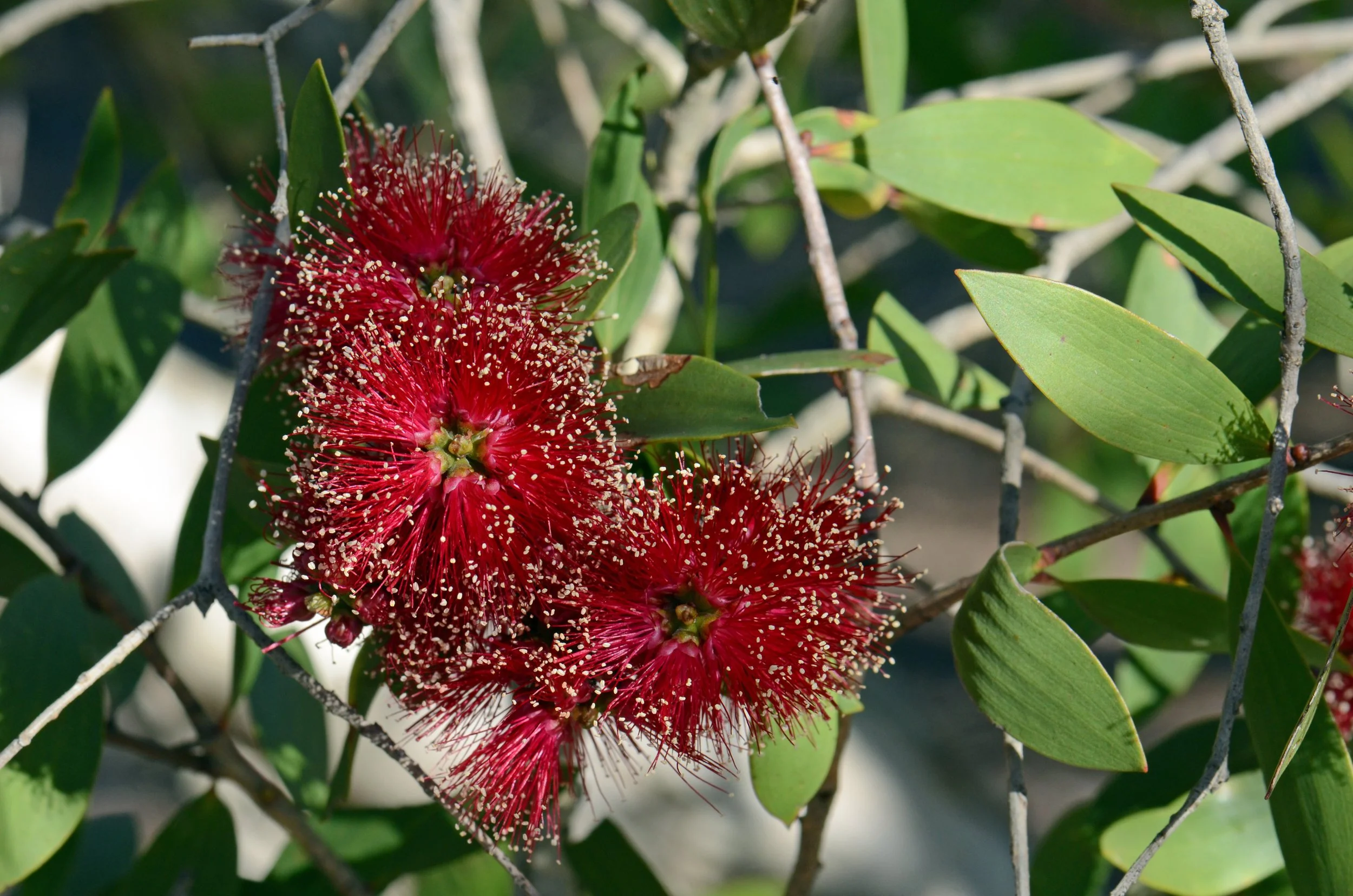 Melaleuca viridiflora, Red Flowering Broadleaf Paperbark