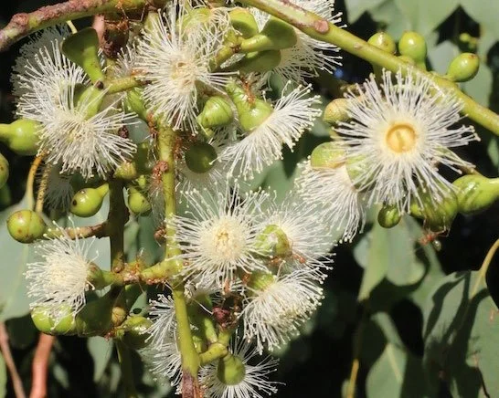 Eucalyptus lane-poolei, Salmon White Gum