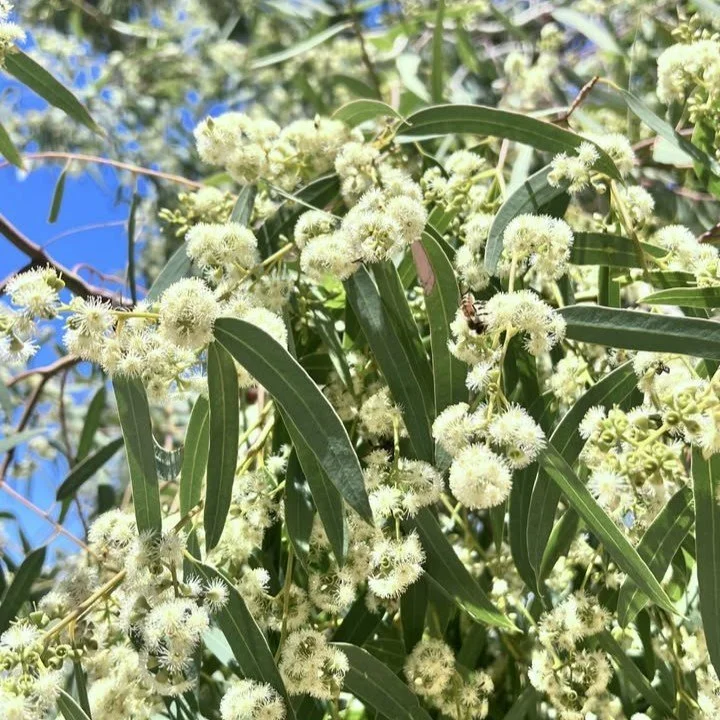Eucalyptus victrix, Little Ghost Gum