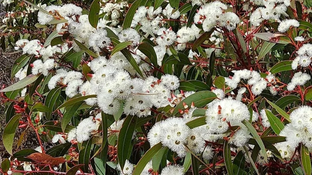 Eucalyptus marginata, Jarrah