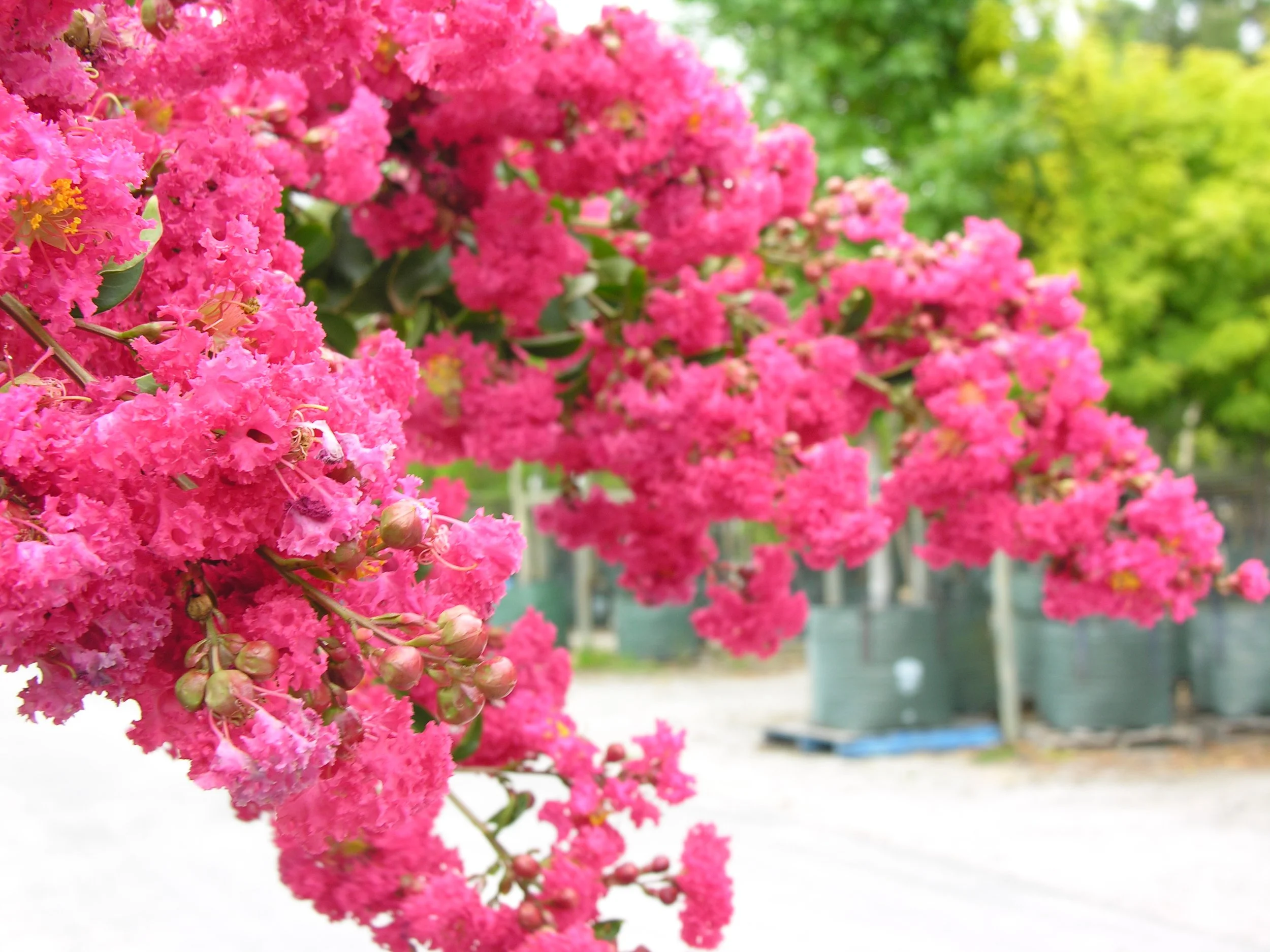 Lagerstroemia indica x fauriei, Tuscarora Crepe Myrtle
