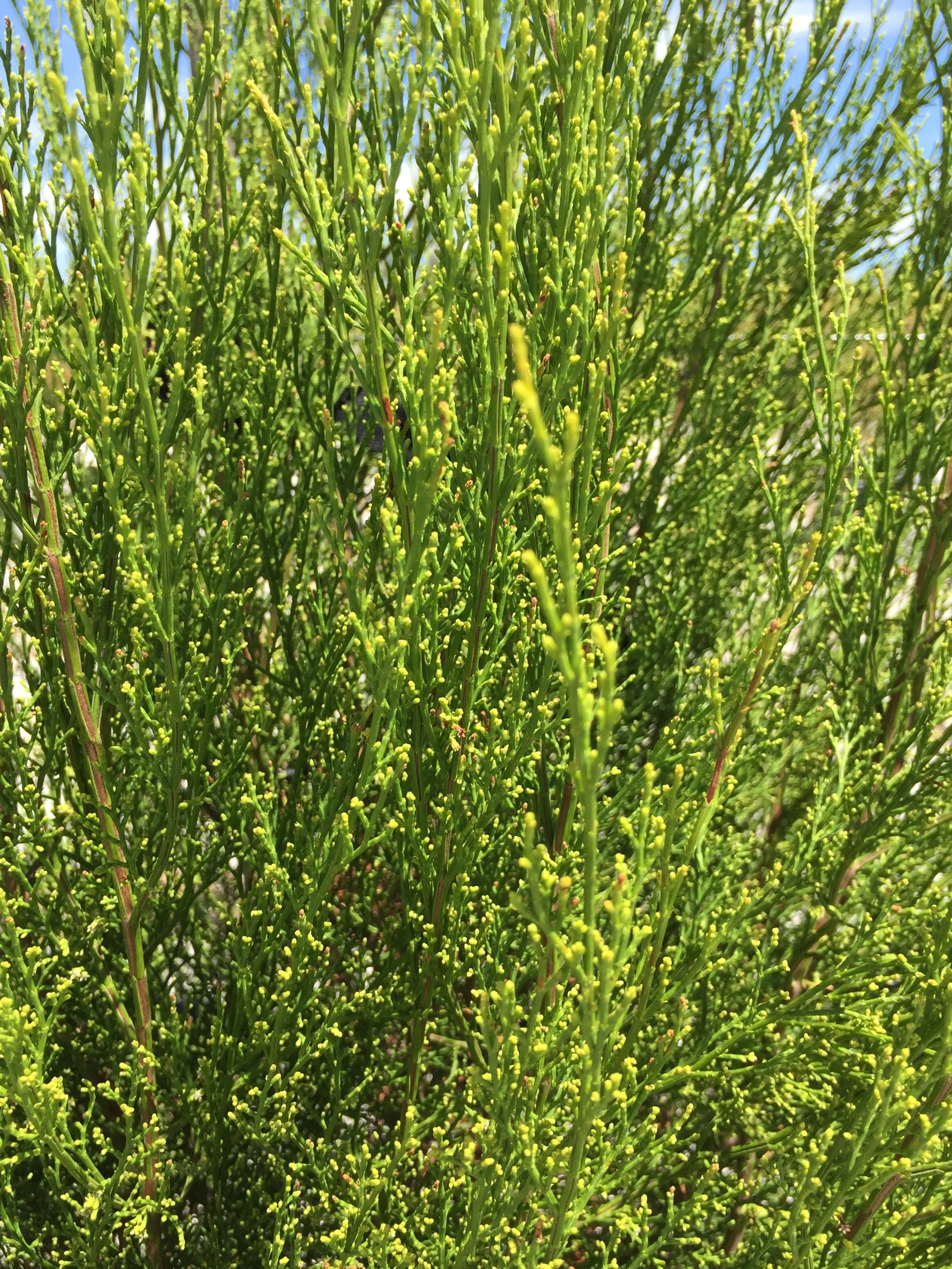 Ellenby Tree Farm | Callitris preissii | Rottnest Island Pine | Height ...