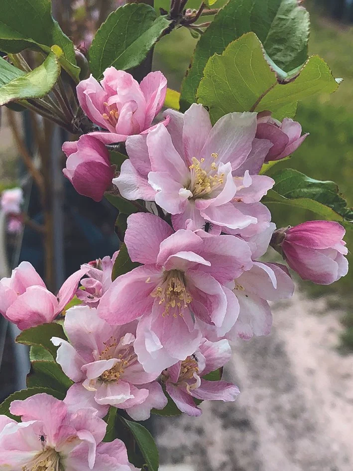 Chinese Flowering Crabapple: Beautiful Blooms and Versatile Landscaping
