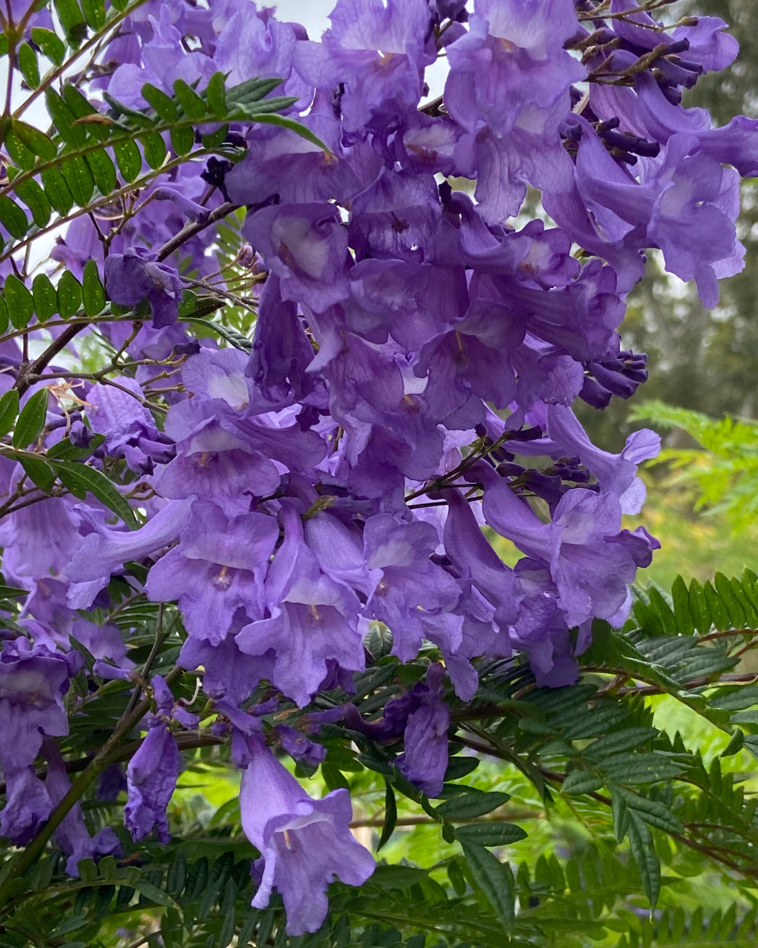 Jacaranda mimosaefolia, Bonsai Blue