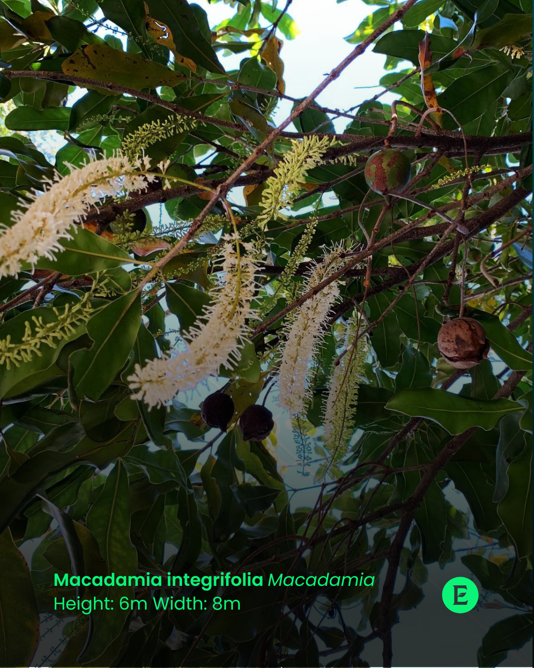 Macadamia integrifolia Macadamia.png