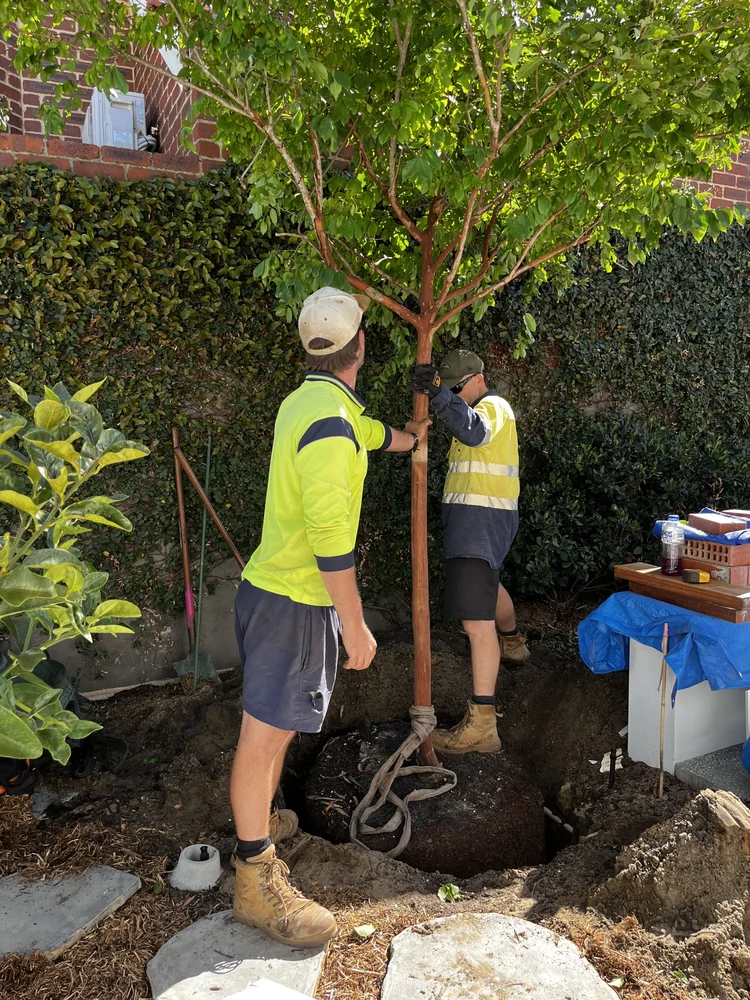 Install Tree WA Trees — Ellenby