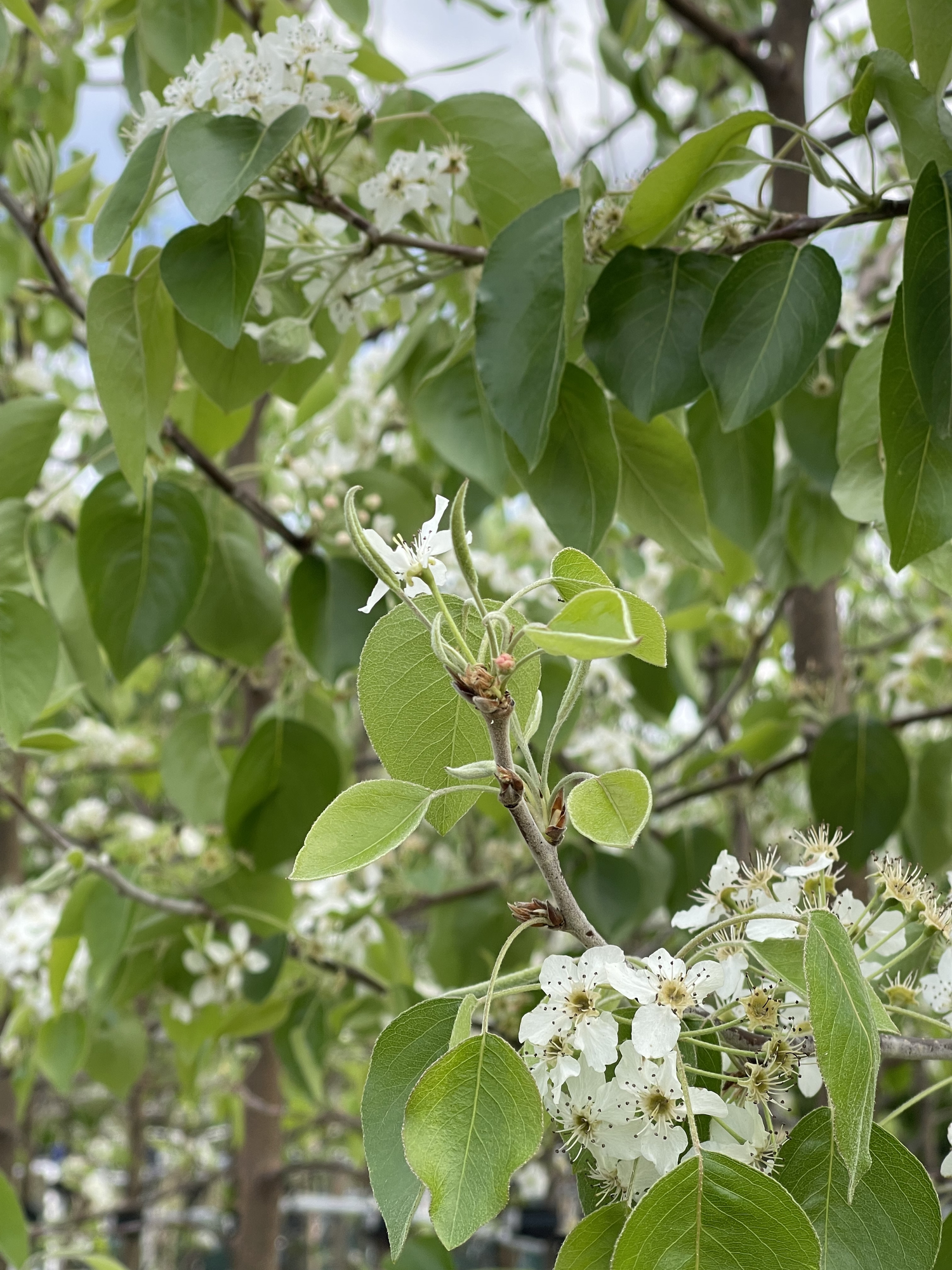 Deciduous Trees — Ellenby