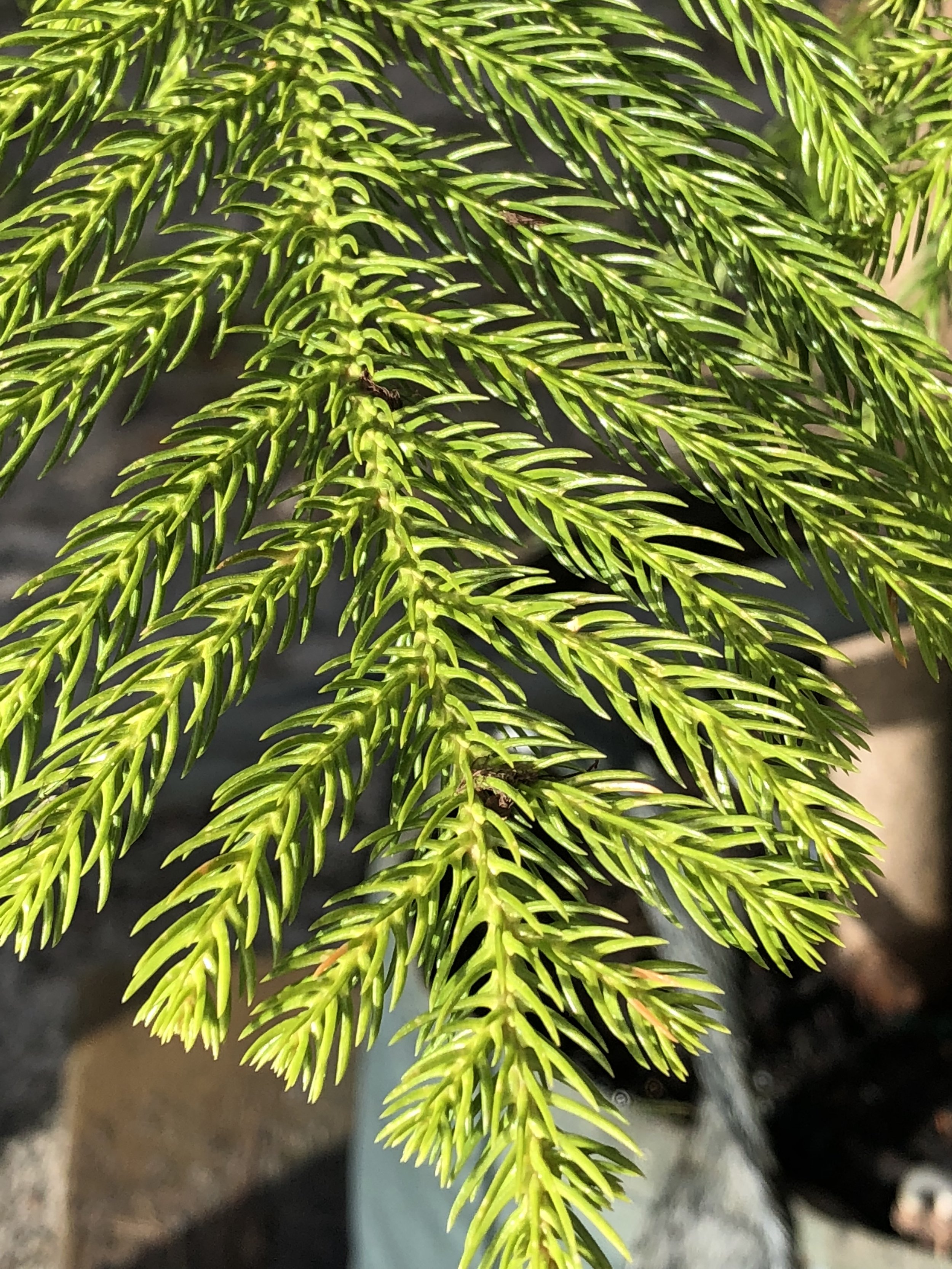 Cook Pine Araucaria columnaris, Cook Pine — Ellenby