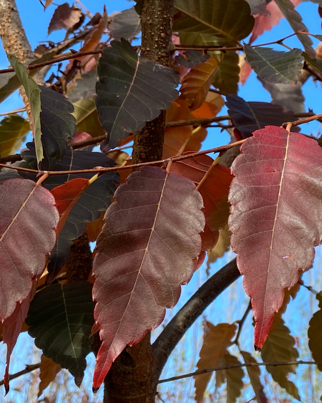 Zelkova serrata, Wireless — Ellenby