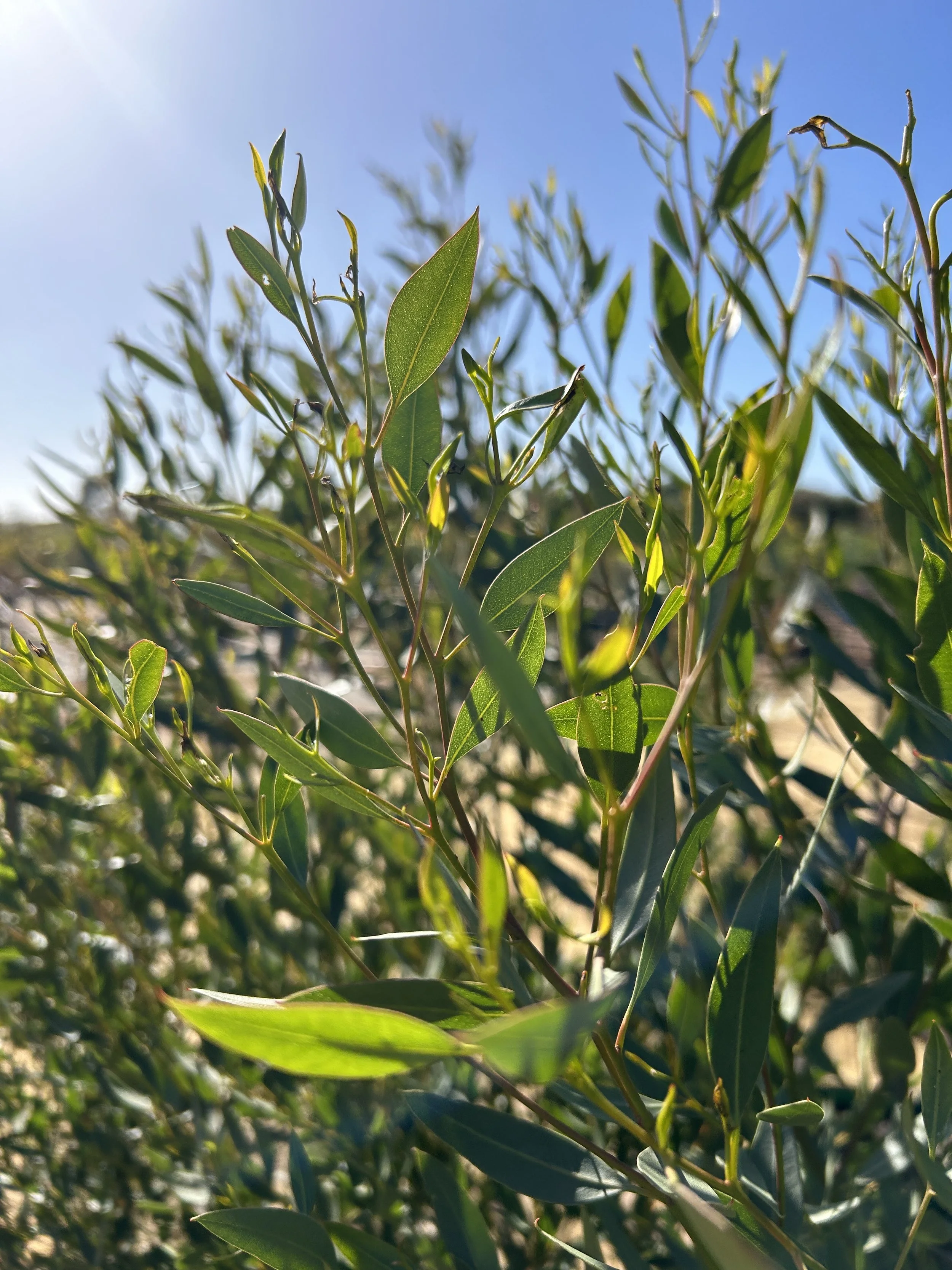 Eucalyptus foecunda, Narrow-leaved Red Mallee — Ellenby