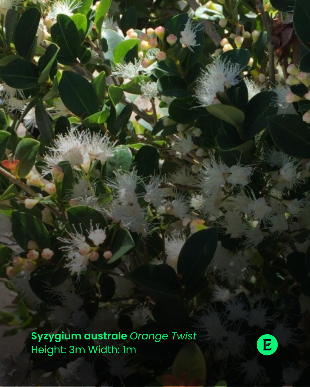 Syzygium australe Orange Twist.png
