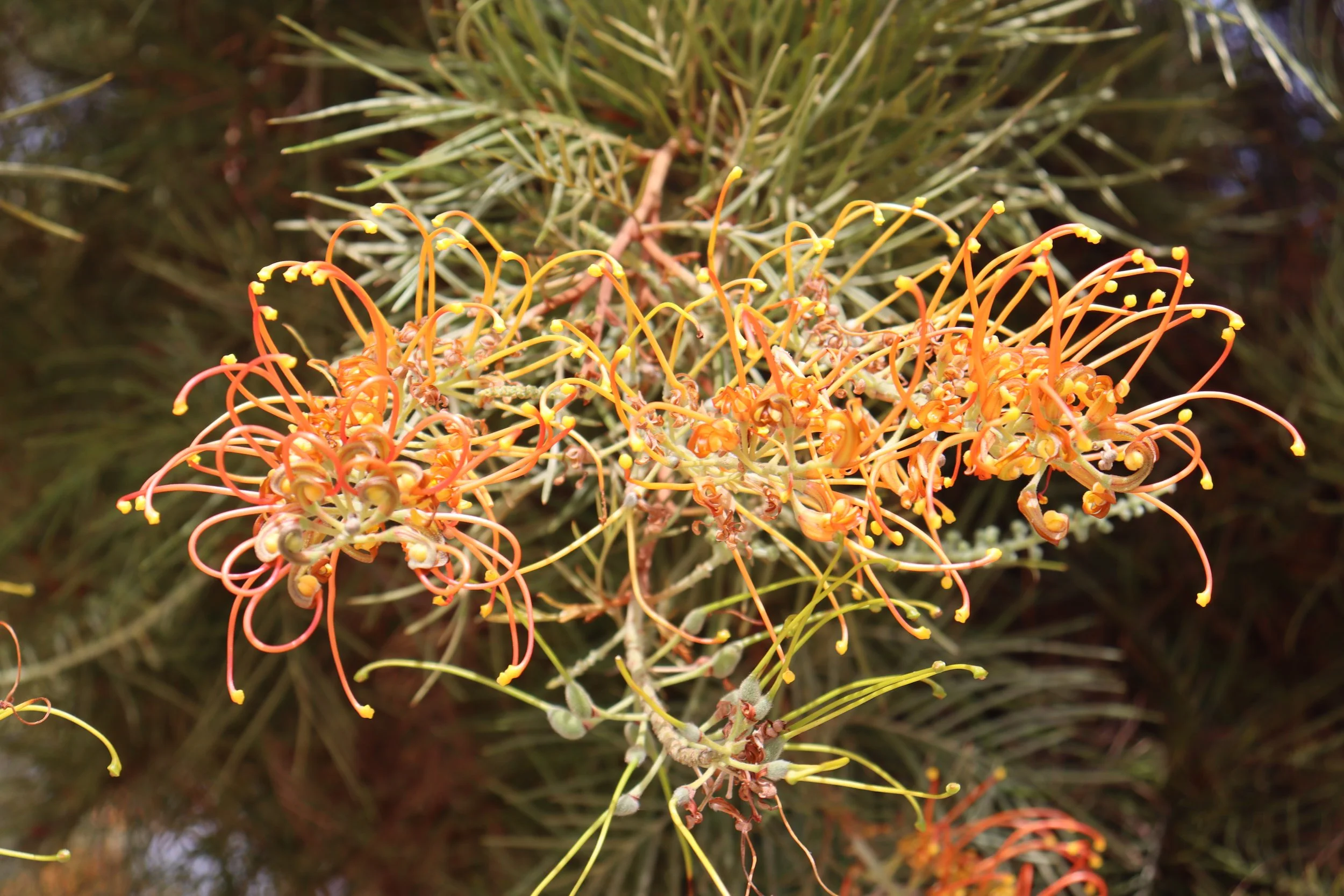 Grevillea, Various grafted cultivars