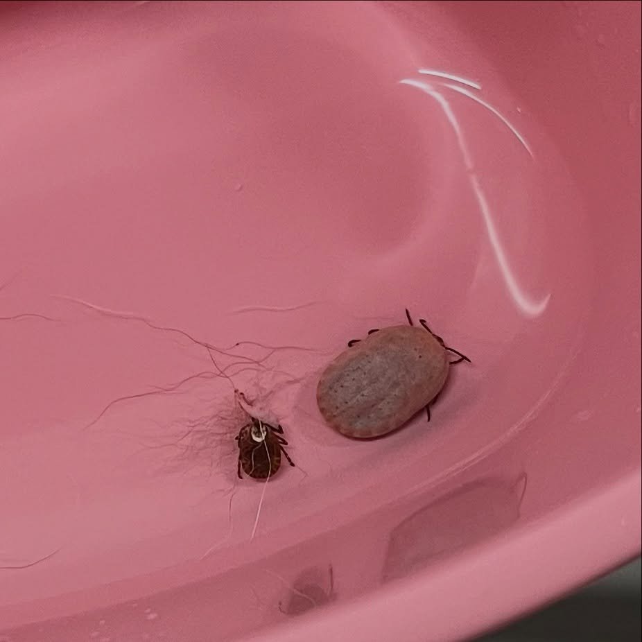 A good reminder to make sure all of your pets are on flea, tick, and heartworm prevention year round! These ticks were found on a patient of ours who picked them up from their own backyard. Though these creepy bugs are most commonly found during spri