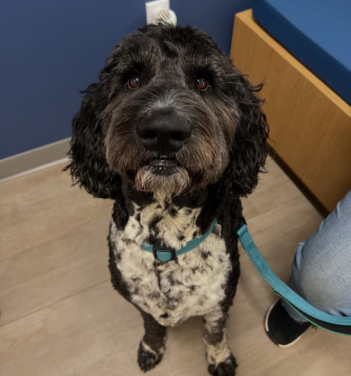 Waylon was sooo brave for his ear cleaning and blood draw! He&rsquo;s such a good boy!! ❤️🐕&zwj;🦺🐾 #dogsofinstagram #catsofinstagram #puppiesofinstagram #kittensofinstagram #vetsofinstagram #vettechsofinstagram #vettech #vetmed #vet #pnwvet #fernh