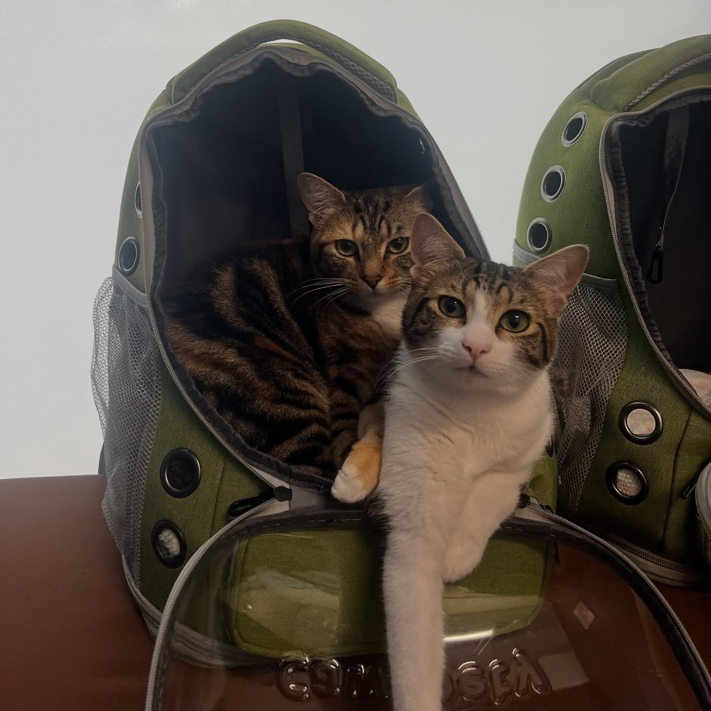 Achilles and Artemis 😍💕🐈🐈🐱 #dogsofinstagram #catsofinstagram #puppiesofinstagram #kittensofinstagram #vetsofinstagram #vettechsofinstagram #vettech #vetmed #vet #pnwvet #fernhillvet #fernhillveterinarycare