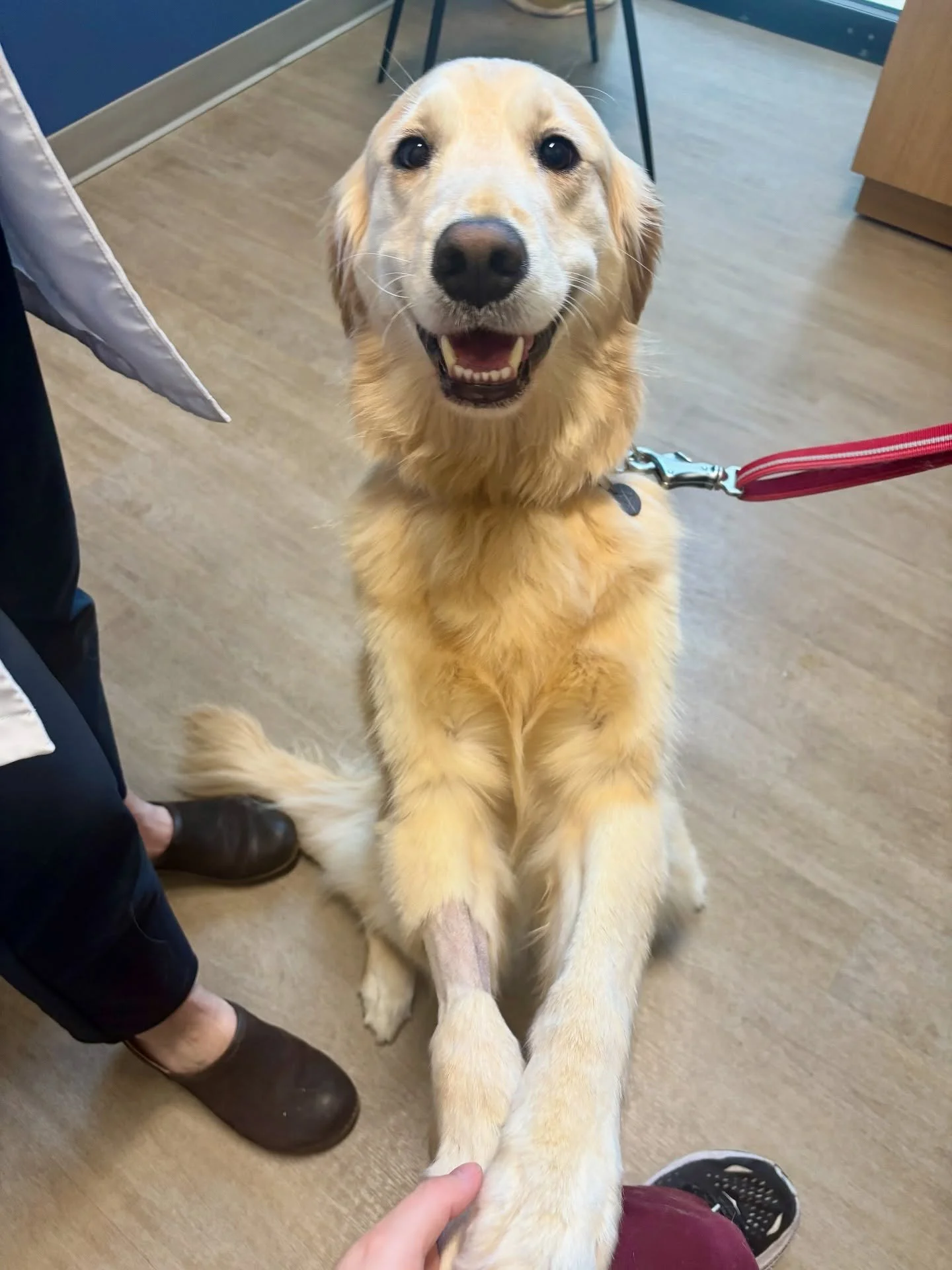 We first met Petunia when she was feeling pretty sick. We told her she needed to get better so we could see the true Petunia, and she delivered! This sweet girl came back for a recheck acting her normal, happy, and perky self! We are so glad to see h